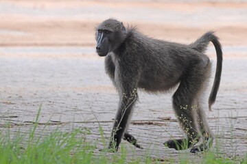 Picture of a single baboon in an open meadow in Namibia