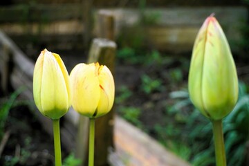 Gelbe Tulpen in Garten vor Gemüsebeeten eingezäunt mit braunen Holzlatten am Morgen im Frühling