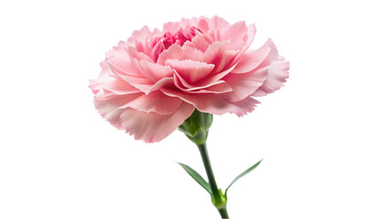 Pink carnation flower isolated on transparent background.