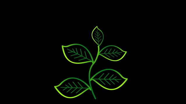 Grow five leaves green color on the black screen