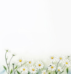 Watercolor White Daisy Flowers Background with Copy Space