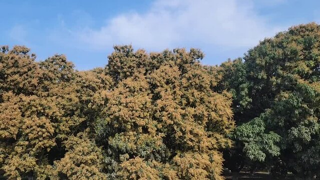 Mango tree in flower. The mango bouquet or mango flower is blooming full on the mango trees at  pakistan. Evergreen tree, lanceolate leaves, pale yellow flowers and drupe fruit. Beautiful 4K Footage.