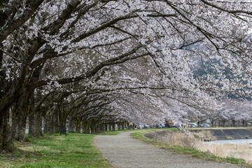 Fototapeta premium 桜隧道