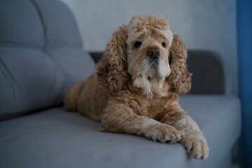 American cocker spaniel lies on a gray sofa.
Dog resting on the bed