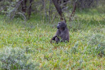 Picture of a single baboon sitting on an open meadow in Namibia