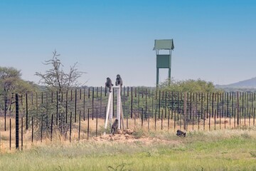 Picture of two baboons sitting on a fence post in Namibia
