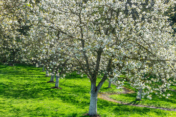 Blooming Pear Trees in Mostviertel, Austria