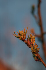 buds of a tree. close-up of a pear bud. the pear bud opens. pear blossoms in spring