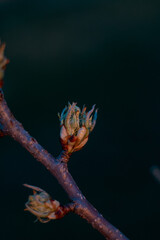 close-up of a pear bud. the pear bud opens. pear blossoms in spring