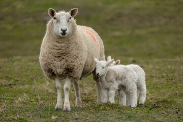 Mother sheep with her two newborn lambs in cold, rainy Spring weather.  Facing forward on croftland...