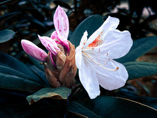 pink lily flower - obrazy, fototapety, plakaty