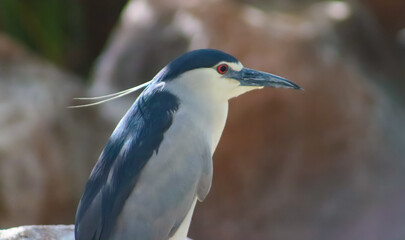 Black Crowned Night Heron Bird Beautiful Face With Selective focus