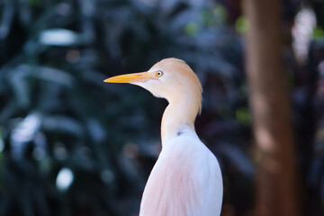 White cute egret bird closeup with green blur background