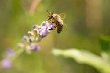 Macro photo of honey bee flying to lavender flower.   Horizontally. 