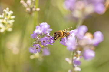Macro photo of honey bee pollinates the lavender flower. Horizontally. 
