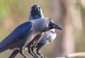 Crow Bird Standing On The Railing With Selective Focus