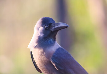 Black crow closeup side face on the blur background