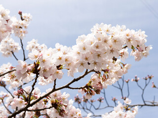 cherry blossom in spring