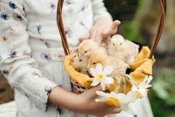 Little chickens sit in a basket, they are held by a girl's hands