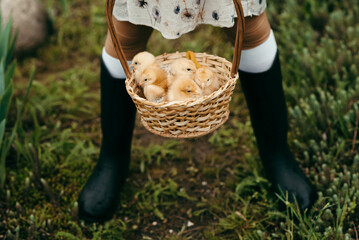 Little chickens sit in a basket, they are held by a girl's hands