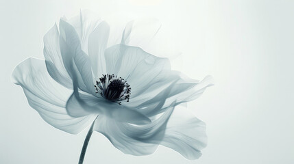 A white flower with a black center - obrazy, fototapety, plakaty
