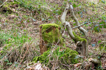 Beautiful green moss growing on a tree