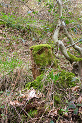 Beautiful green moss growing on a tree