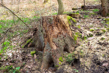 Beautiful green moss growing on a tree