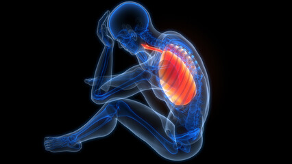 Fototapeta premium Human Respiratory System Lungs Anatomy