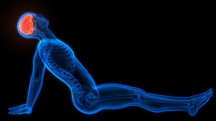 Central Organ of Human Nervous System Brain Anatomy