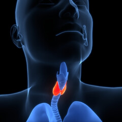 Human Body Glands Thyroid Gland Anatomy