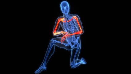 Human Skeleton System Bone Joints Anatomy
