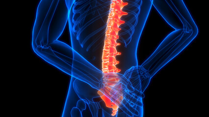 Spinal Cord Vertebral Column of Human Skeleton System Anatomy - obrazy, fototapety, plakaty