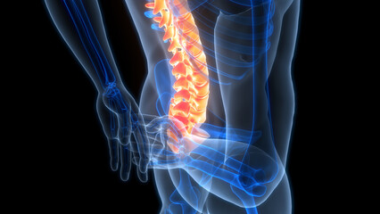 Spinal Cord Vertebral Column of Human Skeleton System Anatomy