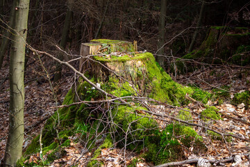 Beautiful green moss growing on a tree