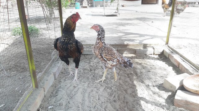 Aseel Rooster and hens bathe in sand. The rooster is dusting himself with his wings. And he is bathing in the ground to clean his feathers. The natural process of roosters sand bathing. 4K Footage.