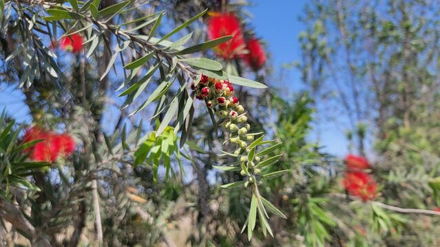Callistemon viminalis. Red bottle brush flowers that resemble brushes used to wash bottles etc. Covered with green thin leaves. Beautiful 4K footage.
