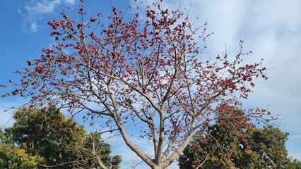 Bombax Ceiba Plant. Beautiful red gorgeous flowers are blooming on the whole Red silk-cotton tree....