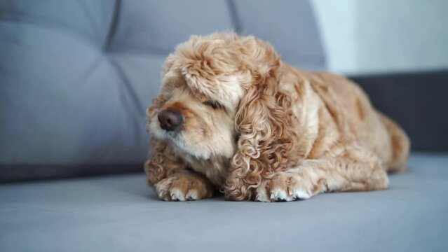American cocker spaniel lies on a gray sofa.
Dog resting on the bed
