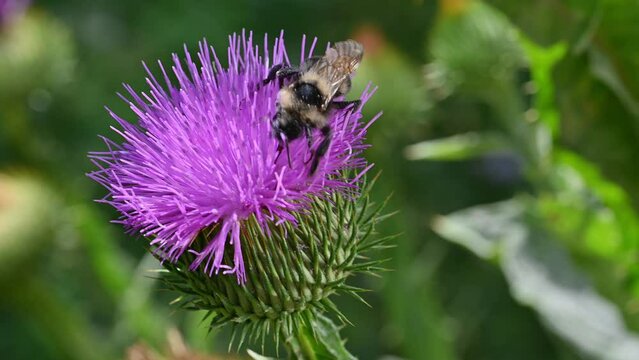 A bee collects nectar and pollen on a purple flower and flight away.