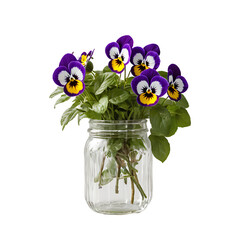 Pansy Flower in PNG format with transparent background