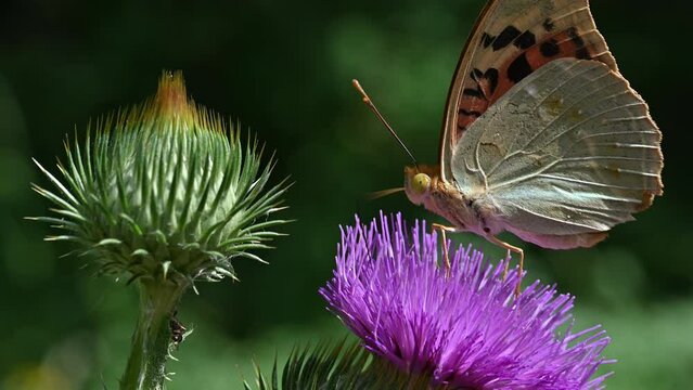 The butterfly collects nectar and pollinates plants.