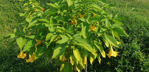 Bush of yellow brugmansia flowers blooming in a clearing. Panorama.