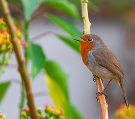 European robin, (Erithacus rubecula superbus), singing perched on a branch with vegetation background, in Tenerife, Canary islands