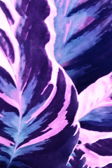 Purple leaves background . Greeting card. Nature tendy decorative design.

