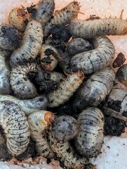 An adorable cluster of larvae