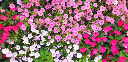Background of colorful petunia flowers. Panorama.