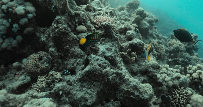 Two regal angelfish come across a blue orangespine unicornfish.