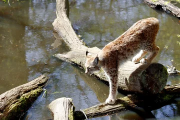 Fotobehang lynx © schoefolt