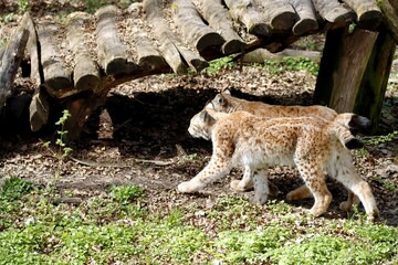 lynx